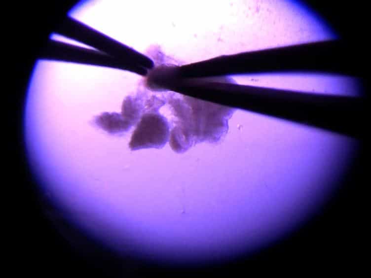 A System for ex vivo Culturing of Embryonic Pancreas