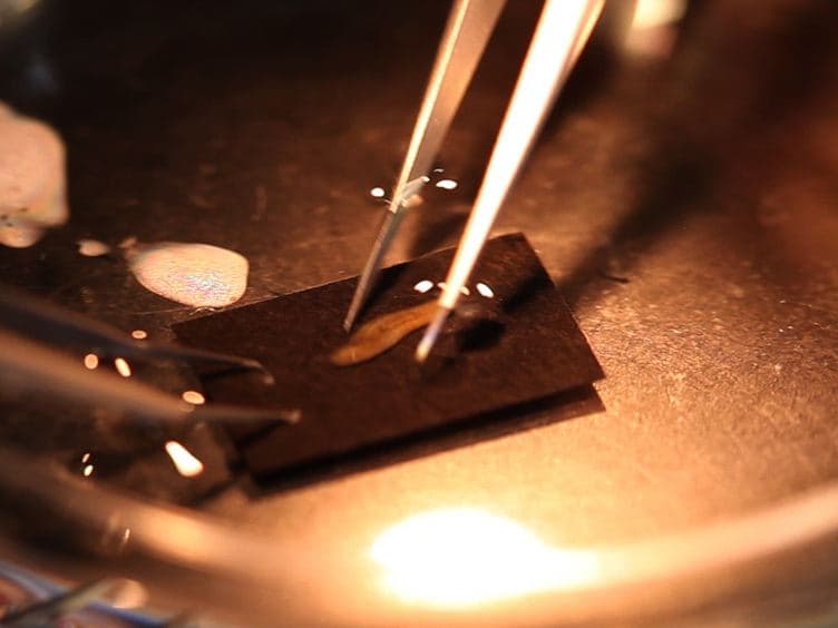 Planarian Immobilization, Partial Irradiation, and Tissue Transplantation