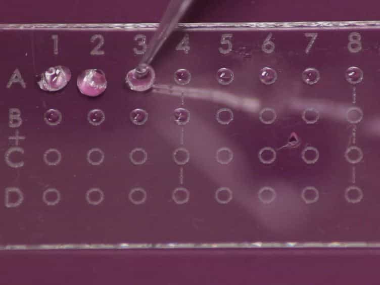 Processing of Primary Brain Tumor Tissue for Stem Cell Assays and Flow Sorting