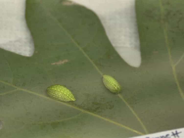 A Simple Protocol for Extracting Hemocytes from Wild Caterpillars