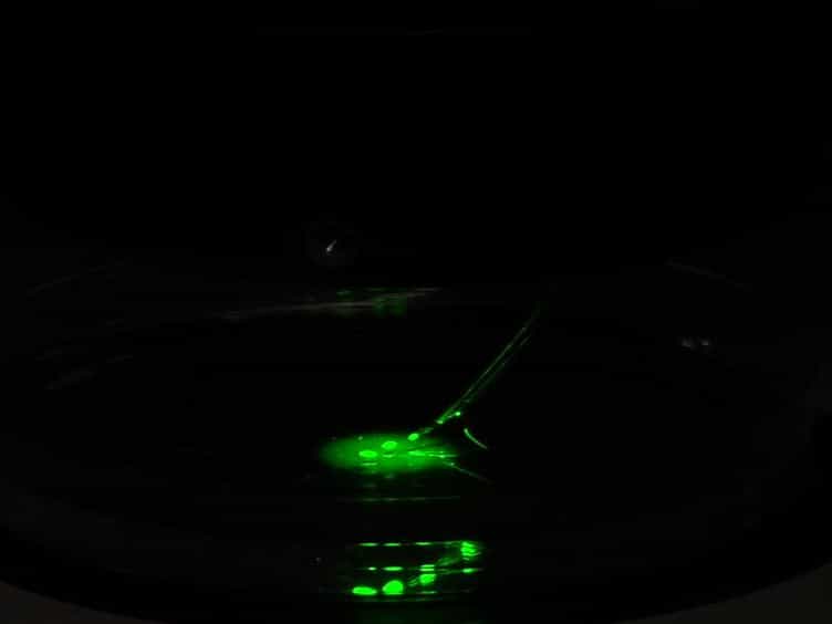 Neural Explant Cultures from Xenopus laevis