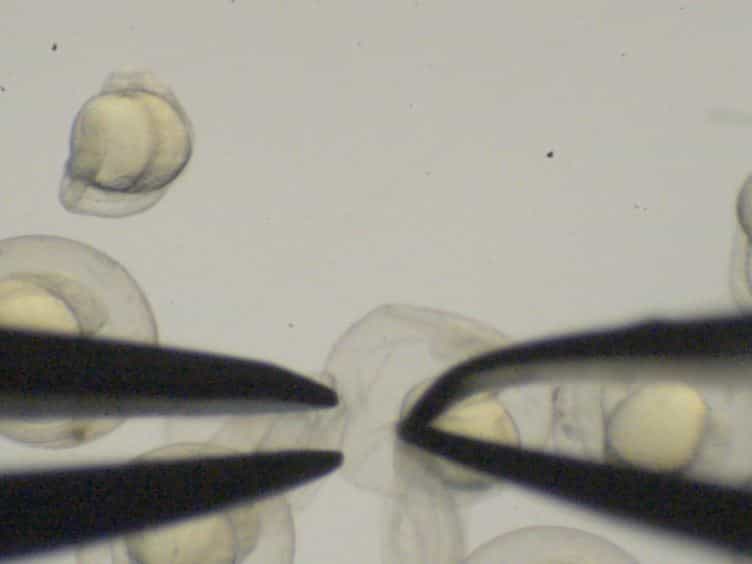 An Assay for Permeability of the Zebrafish Embryonic Neuroepithelium