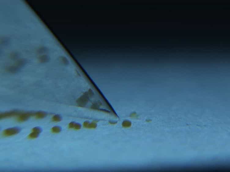 Long-term, High-resolution Confocal Time Lapse Imaging of Arabidopsis Cotyledon Epidermis during Germination
