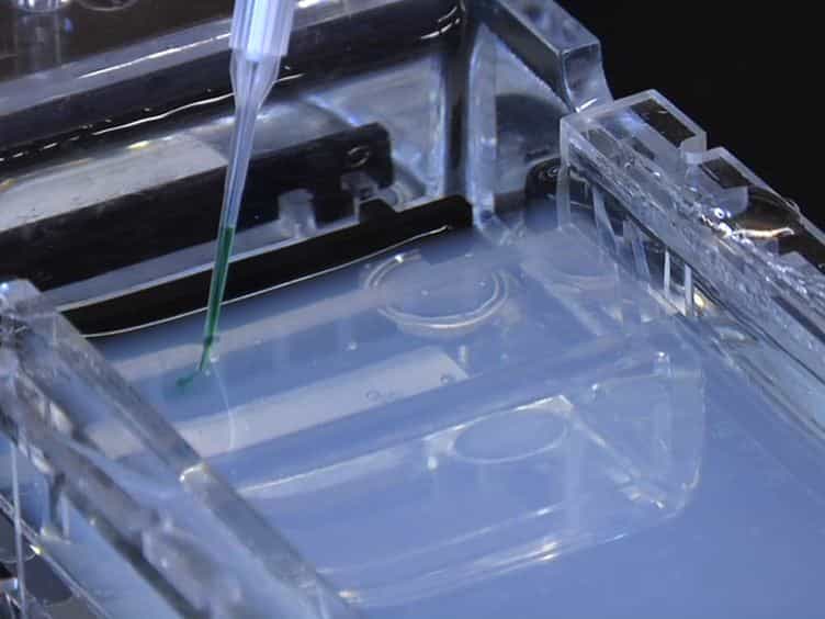 Selective Capture of 5-hydroxymethylcytosine from Genomic DNA
