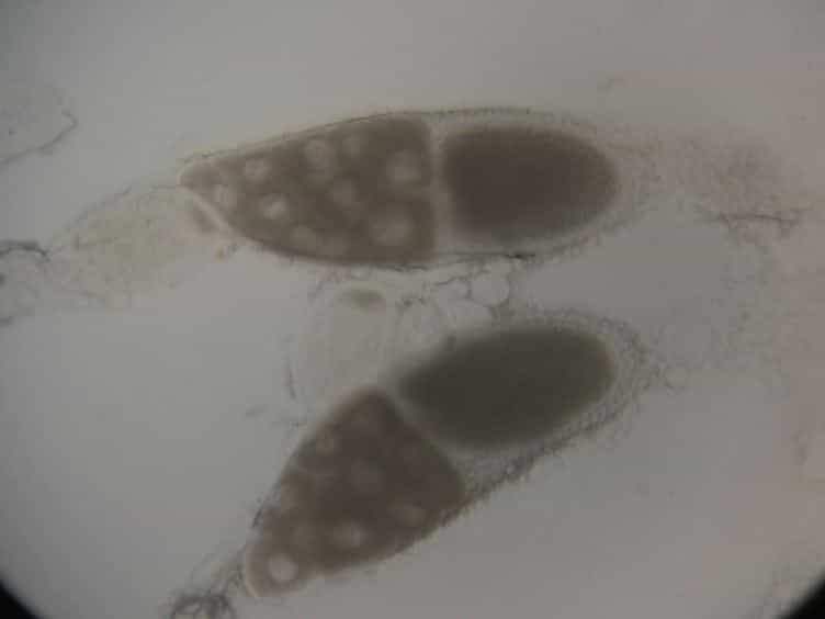 Live Imaging of GFP-labeled Proteins in Drosophila Oocytes