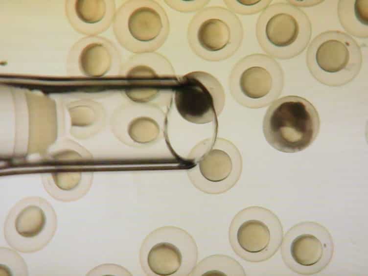 Gene Trapping Using Gal4 in Zebrafish