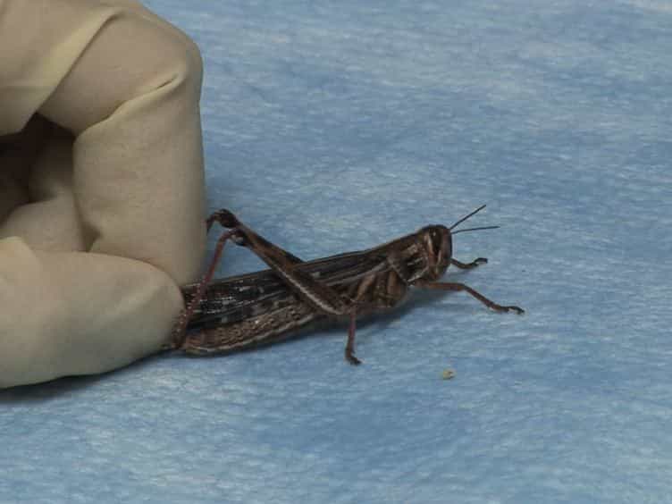 Multi-unit Recording Methods to Characterize Neural Activity in the Locust Schistocerca Americana Olfactory Circuits