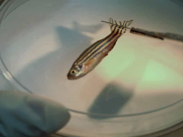 A Zebrafish Model of Diabetes Mellitus and Metabolic Memory