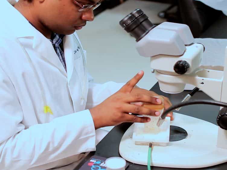 Purification of Transcripts and Metabolites from Drosophila Heads