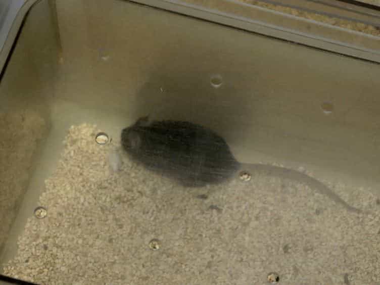 Mouse Short- and Long-term Locomotor Activity Analyzed by Video Tracking Software