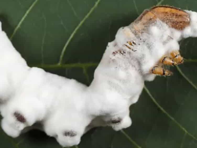 Establishing Fungal Entomopathogens as Endophytes: Towards Endophytic Biological Control