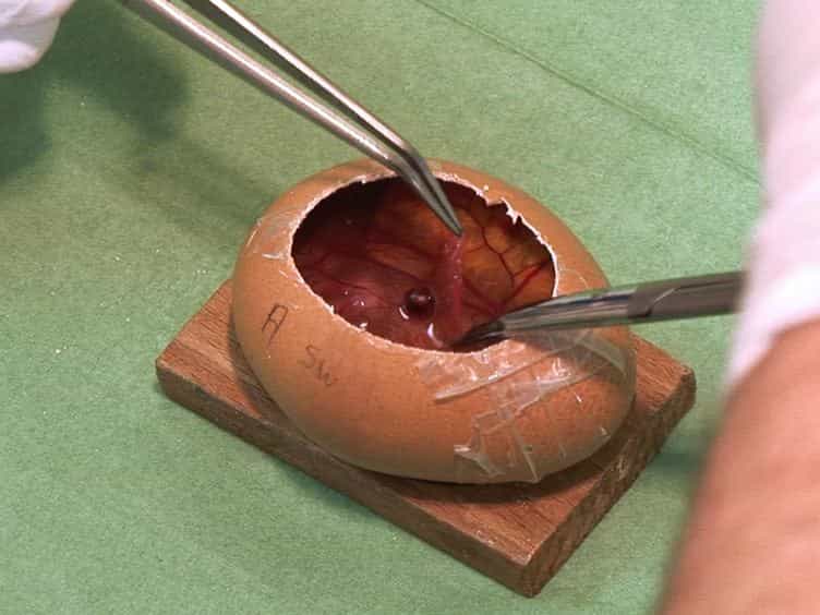 The In ovo CAM-assay as a Xenograft Model for Sarcoma