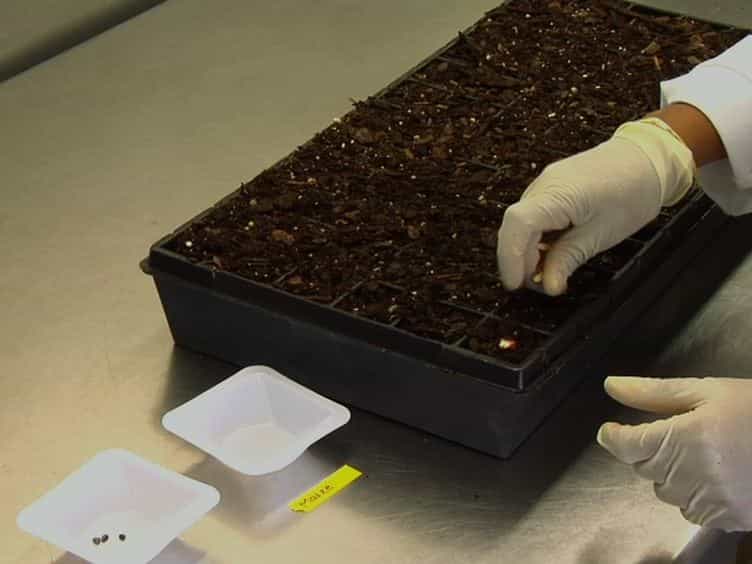 A Rapid and Efficient Method for Assessing Pathogenicity of Ustilago maydis on Maize and Teosinte Lines