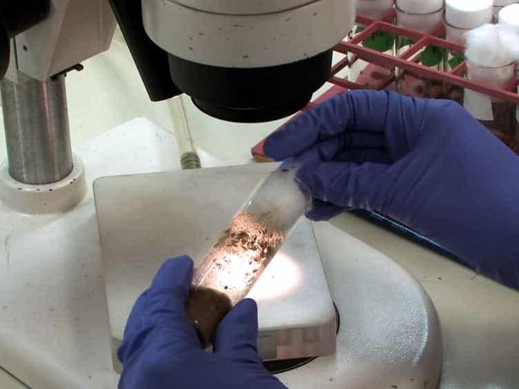 Microinjection Wound Assay and In vivo Localization of Epidermal Wound Response Reporters in Drosophila Embryos.