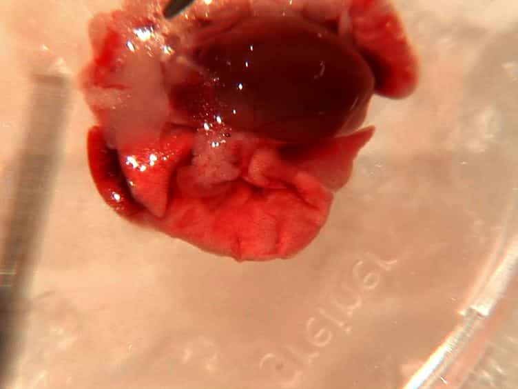 Confocal Imaging of Single Mitochondrial Superoxide Flashes in Intact Heart or In Vivo