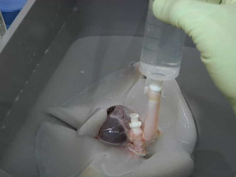 Nonhuman Primate Lung Decellularization and Recellularization Using a Specialized Large-organ Bioreactor