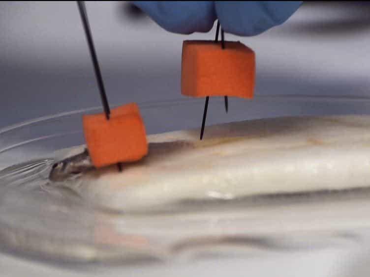 The Optokinetic Response as a Quantitative Measure of Visual Acuity in Zebrafish