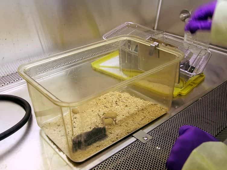 Establishment of a Surgically-induced Model in Mice to Investigate the Protective Role of Progranulin in Osteoarthritis