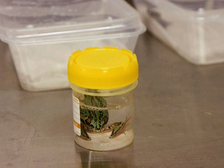 Reduced Itraconazole Concentration and Durations Are Successful in Treating <em>Batrachochytrium dendrobatidis</em> Infection in Amphibians