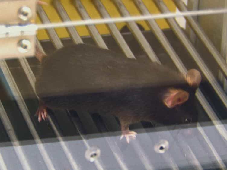 Trace Fear Conditioning in Mice
