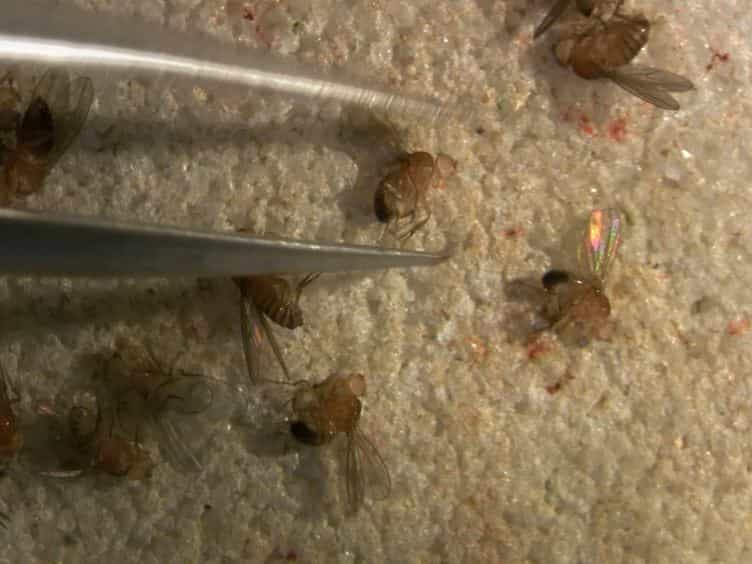 Testing Drosophila Olfaction with a Y-maze Assay