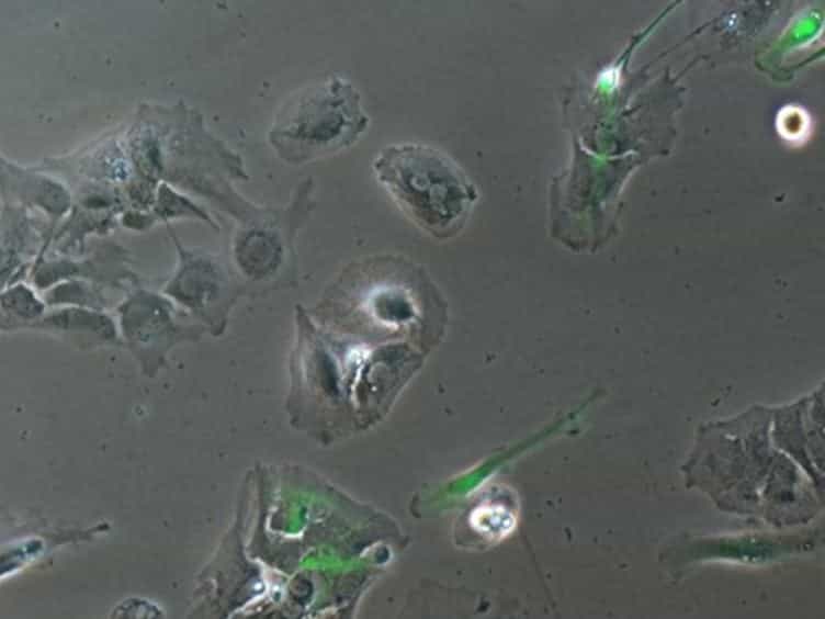 Detection of Fluorescent Nanoparticle Interactions with Primary Immune Cell Subpopulations by Flow Cytometry