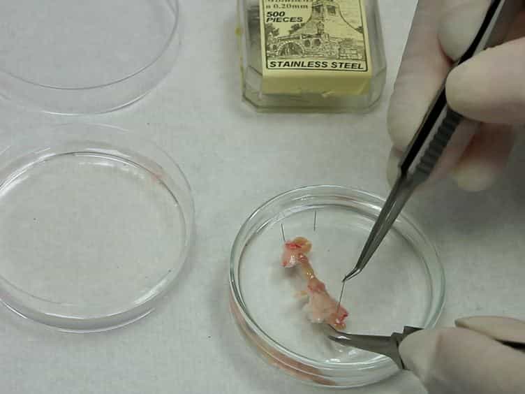 Cell Labeling and Injection in Developing Embryonic Mouse Hearts