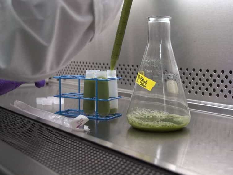 A Simple and Rapid Protocol for Measuring Neutral Lipids in Algal Cells Using Fluorescence