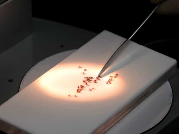 Determination of the Spontaneous Locomotor Activity in Drosophila melanogaster