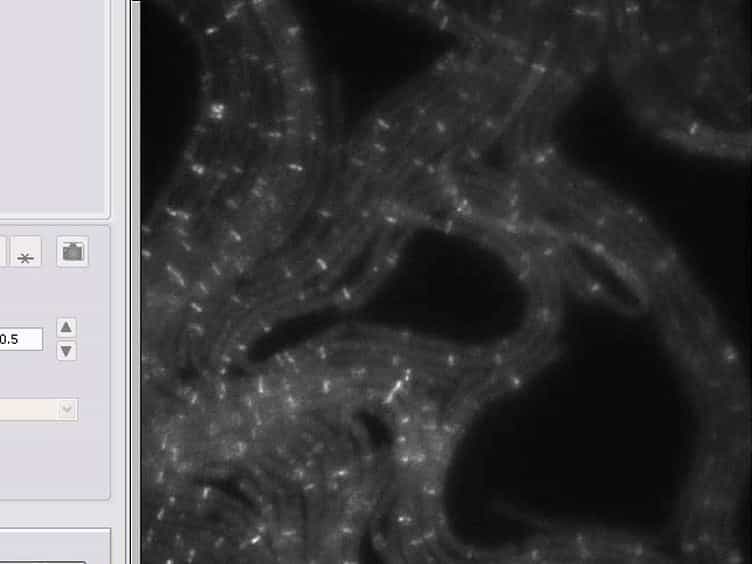 Super-resolution Imaging of the Cytokinetic Z Ring in Live Bacteria Using Fast 3D-Structured Illumination Microscopy (f3D-SIM)
