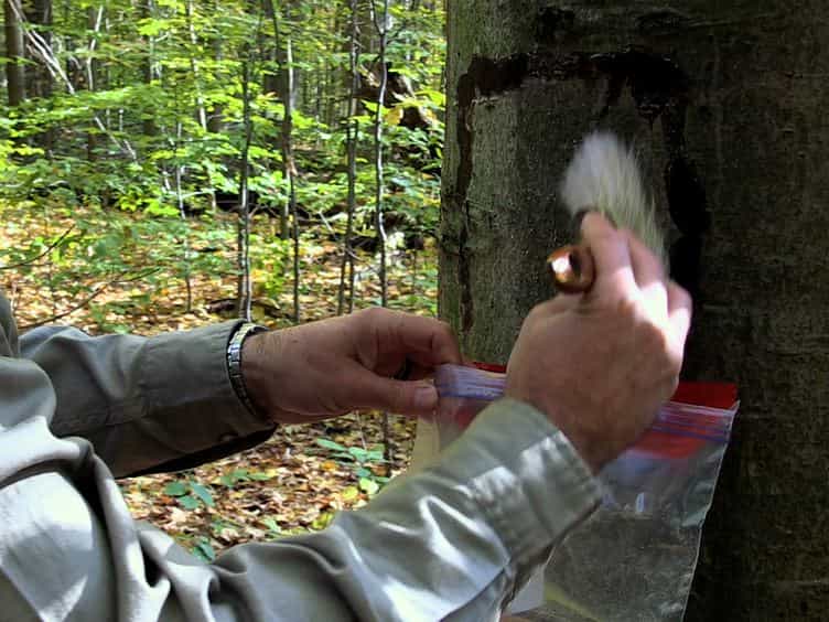 A Technique to Screen American Beech for Resistance to the Beech Scale Insect (Cryptococcus fagisuga Lind.)