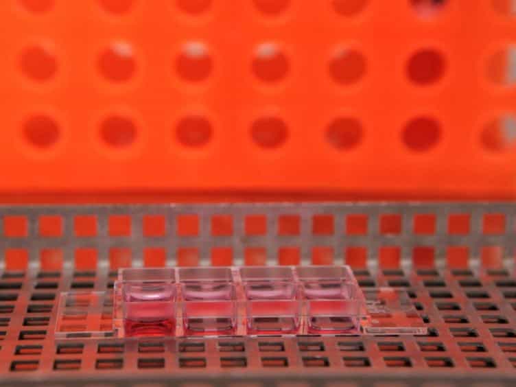 An Ex vivo Culture System to Study Thyroid Development