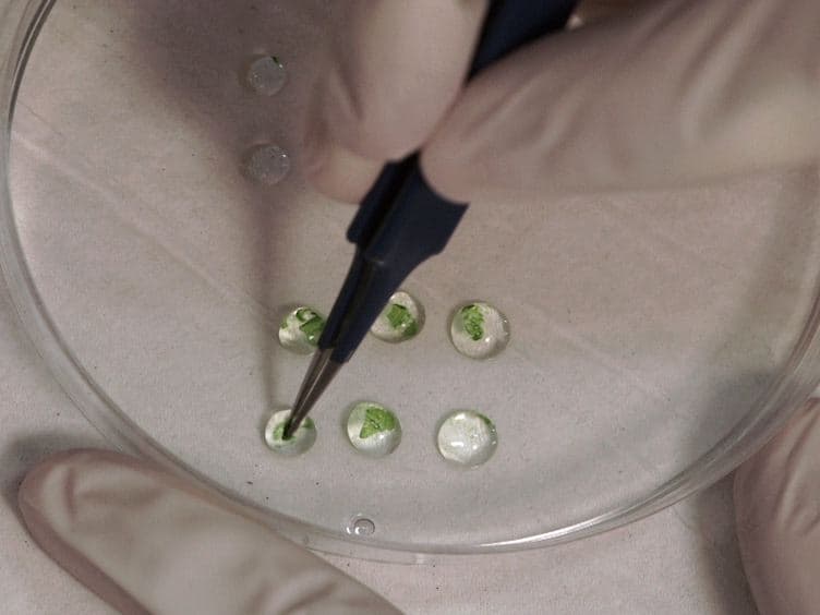 Measuring the Osmotic Water Permeability Coefficient (Pf) of Spherical Cells: Isolated Plant Protoplasts as an Example