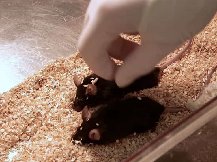 Femoral Bone Marrow Aspiration in Live Mice