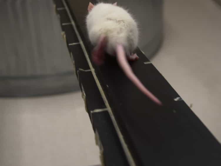 A Novel Model of Mild Traumatic Brain Injury for Juvenile Rats