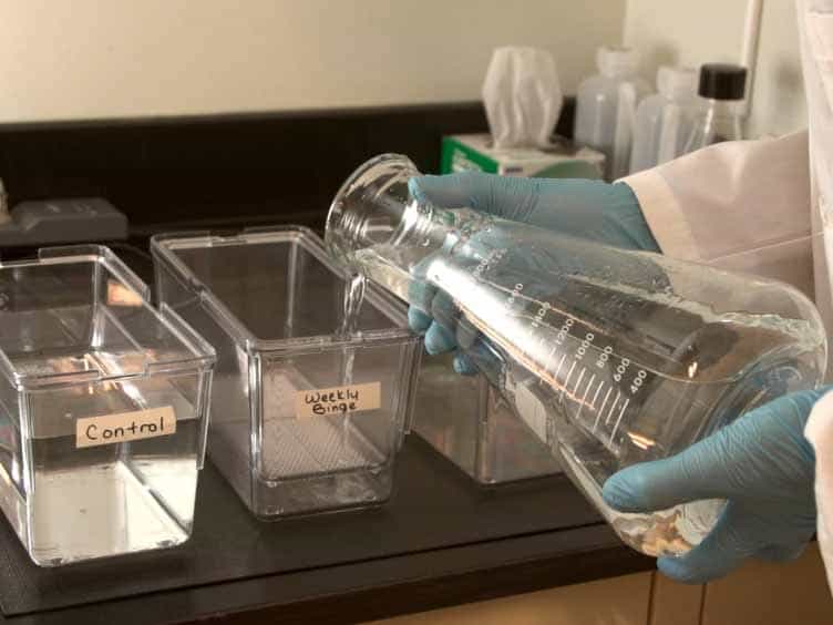 A Novel Method of Drug Administration to Multiple Zebrafish Danio rerio and the Quantification of Withdrawal