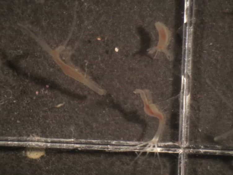 Generation of Transgenic Hydra by Embryo Microinjection