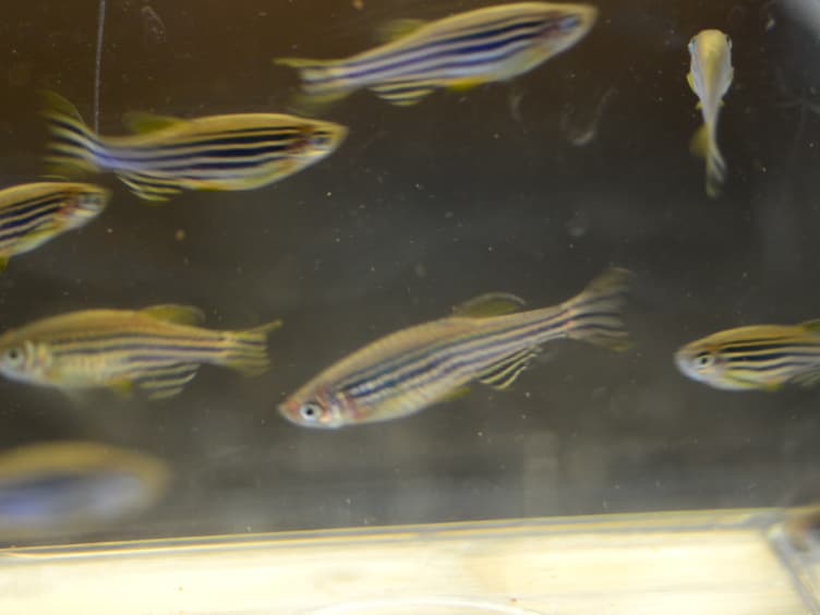 Kidney Regeneration in Adult Zebrafish by Gentamicin Induced Injury