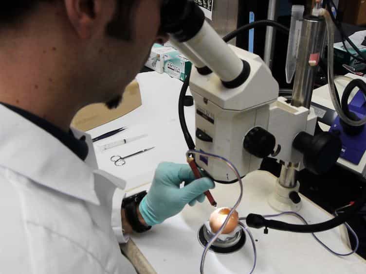 RNA-Seq Analysis of Differential Gene Expression in Electroporated Chick Embryonic Spinal Cord