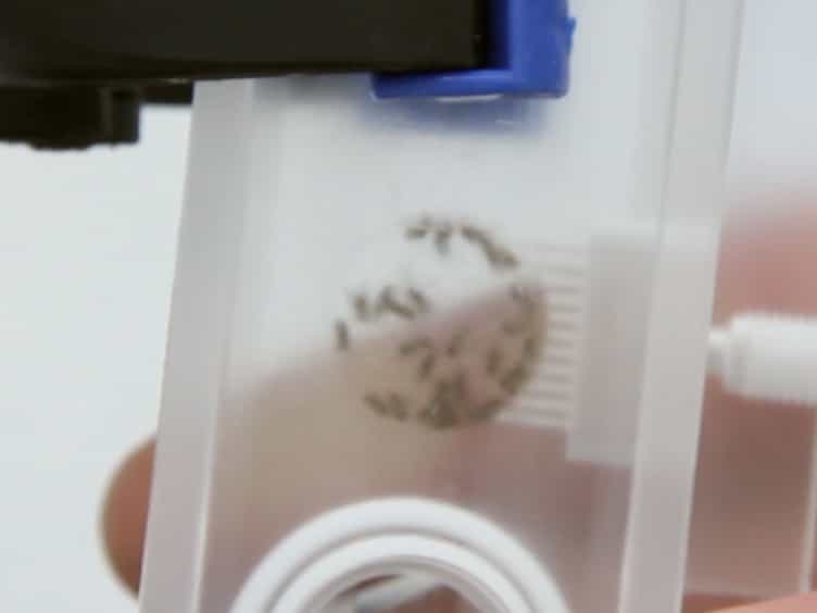 Straightforward Assay for Quantification of Social Avoidance in Drosophila melanogaster