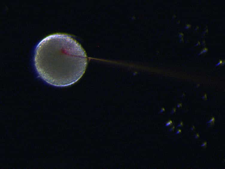 Expression of Fluorescent Proteins in Branchiostoma lanceolatum by mRNA Injection into Unfertilized Oocytes