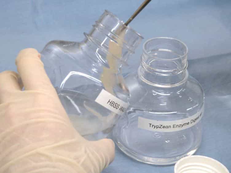 Isolation, Cryopreservation and Culture of Human Amnion Epithelial Cells for Clinical Applications