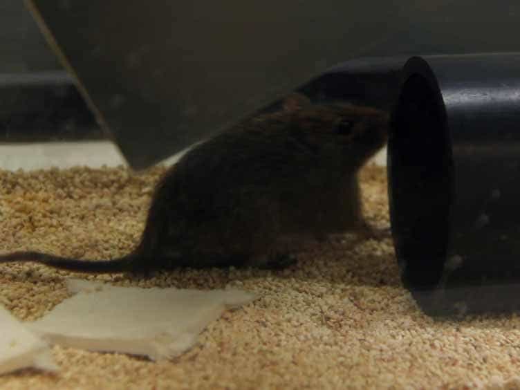 Handling of the Cotton Rat in Studies for the Pre-clinical Evaluation of Oncolytic Viruses
