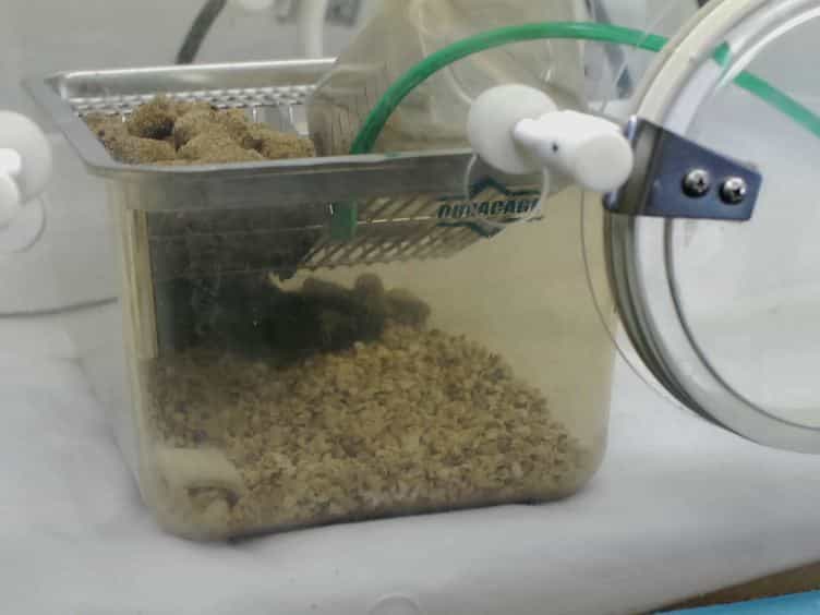 Mouse Pneumonectomy Model of Compensatory Lung Growth