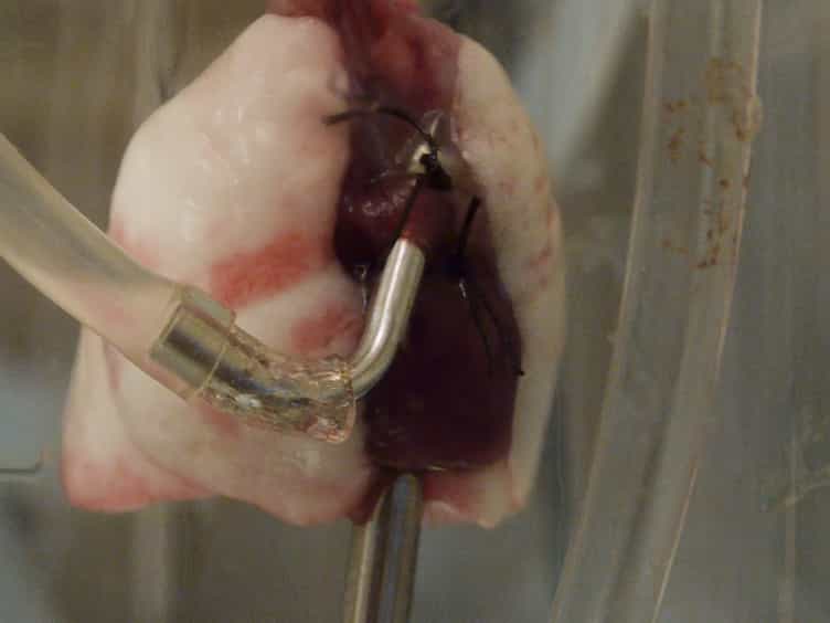 Method of Isolated Ex Vivo Lung Perfusion in a Rat Model: Lessons Learned from Developing a Rat EVLP Program