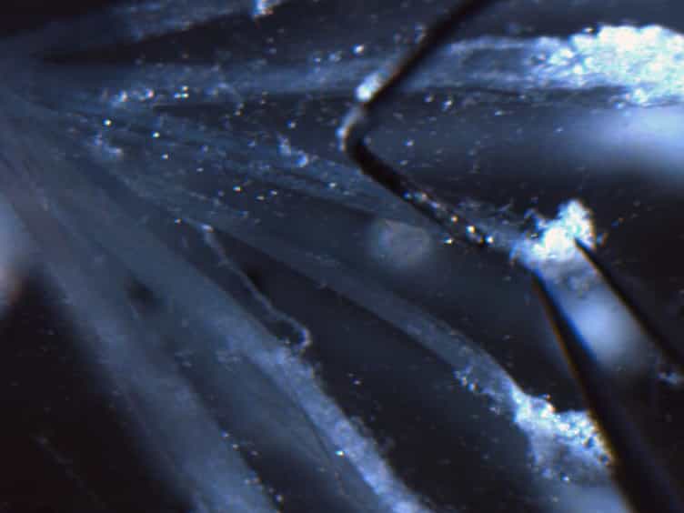 In vitro Functional Characterization of Mouse Colorectal Afferent Endings