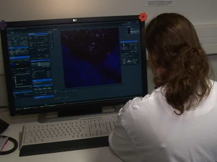 Tracking Mouse Bone Marrow Monocytes In Vivo