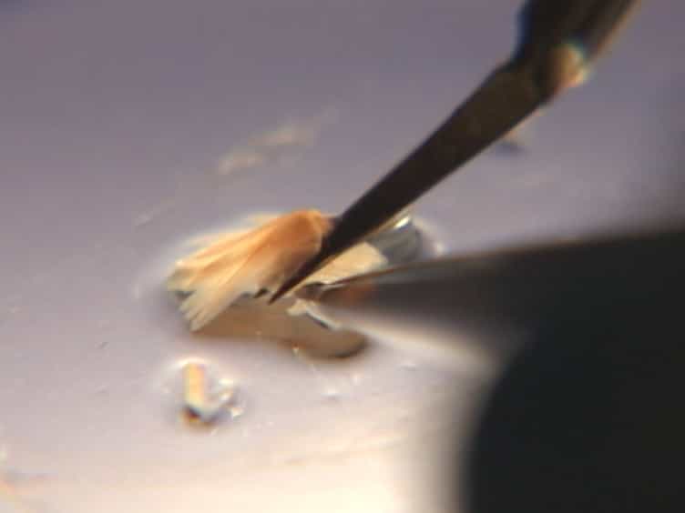 A Time Differential Staining Technique Coupled with Full Bilateral Gill Denervation to Study Ionocytes in Fish
