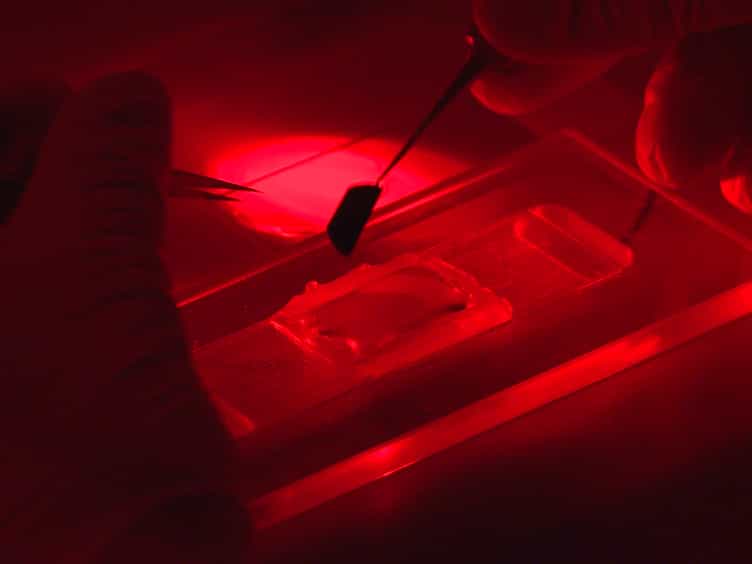 Imaging Ca2+ Dynamics in Cone Photoreceptor Axon Terminals of the Mouse Retina