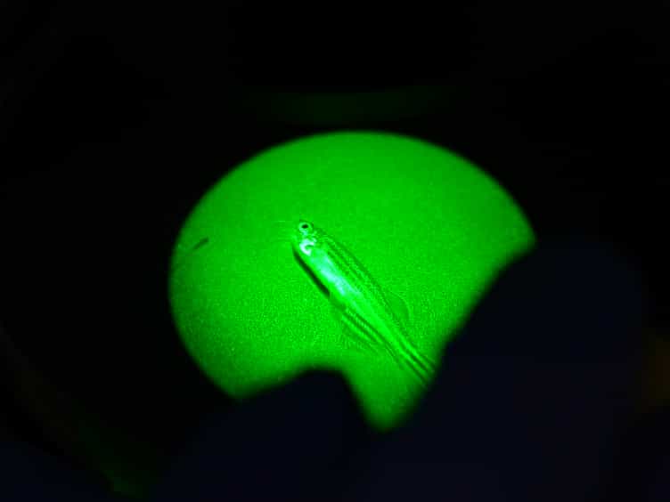 Normal and Malignant Muscle Cell Transplantation into Immune Compromised Adult Zebrafish